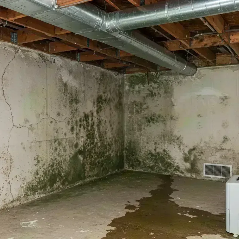 Professional Mold Removal in England, AR